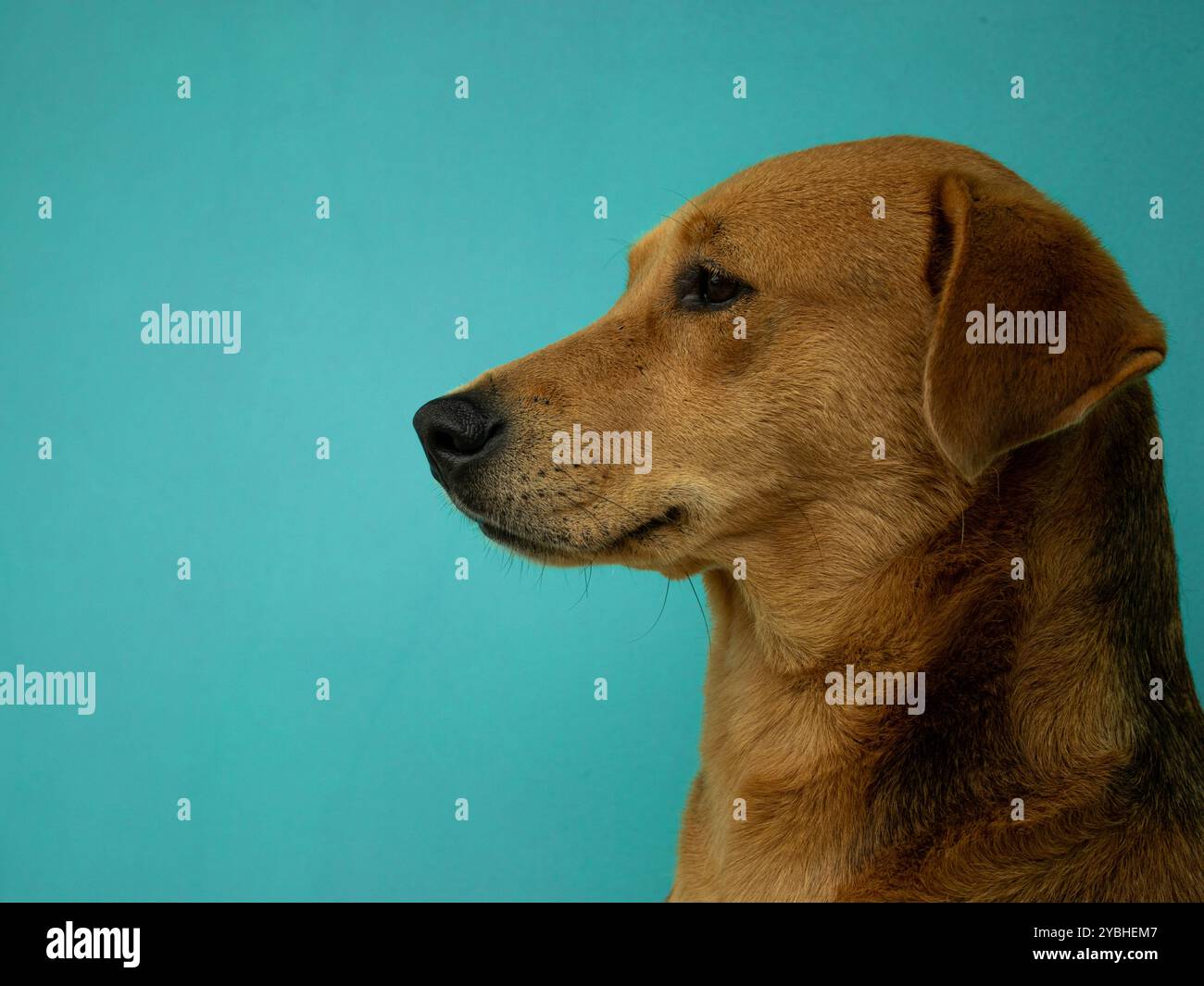 Primo piano del profilo di un cane marrone chiaro con occhi e naso scuri, su uno sfondo color ottanio. Pelliccia liscia e illuminazione uniforme ne esaltano le caratteristiche. Foto Stock