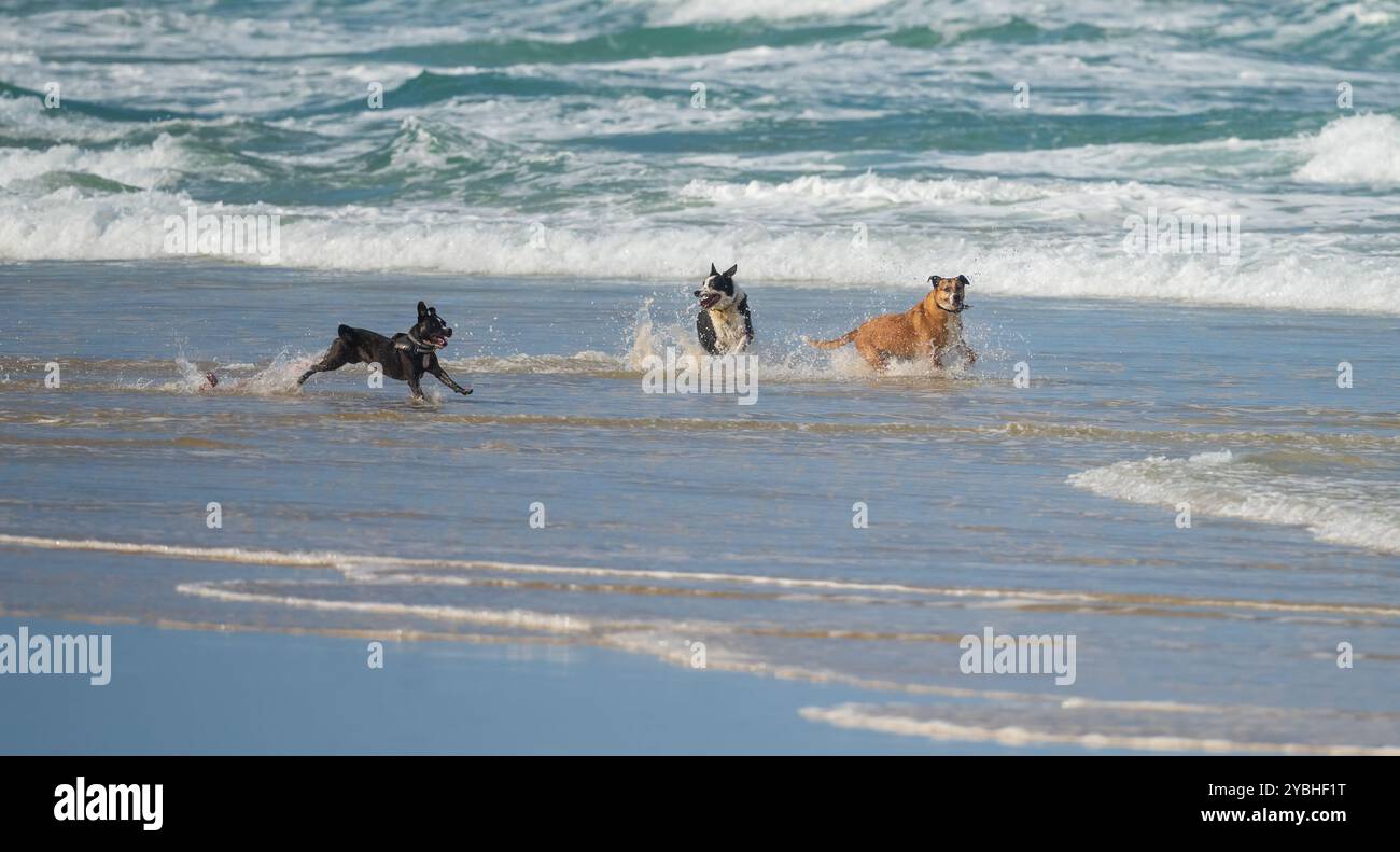 Tre cani che giocano in acqua in riva al mare e che nuotano tra le onde divertendosi. Foto Stock