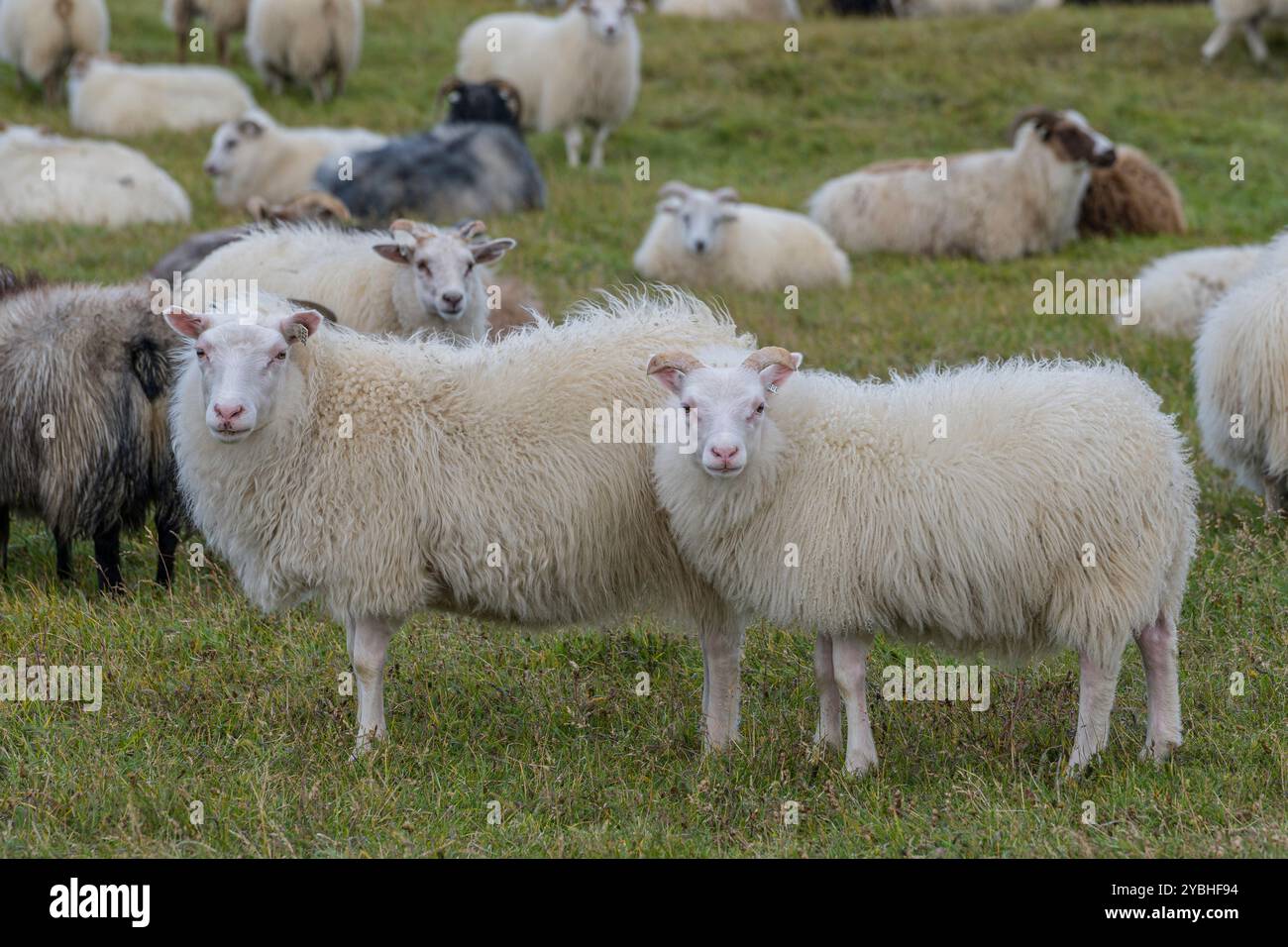 Pecore islandese Foto Stock