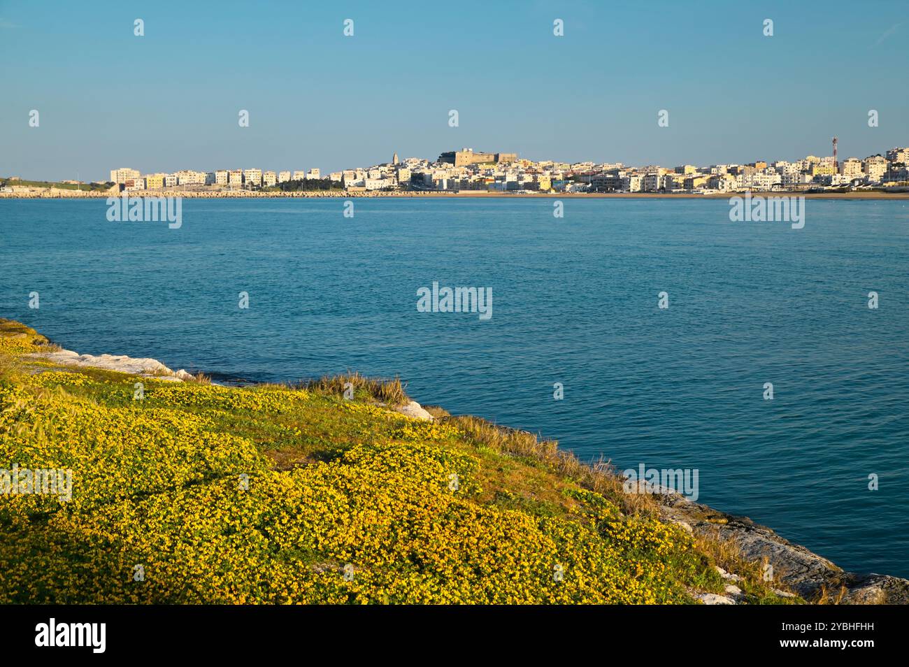 Vieste in Puglia, Italia, con fioritura sulle rocce in primo piano Foto Stock