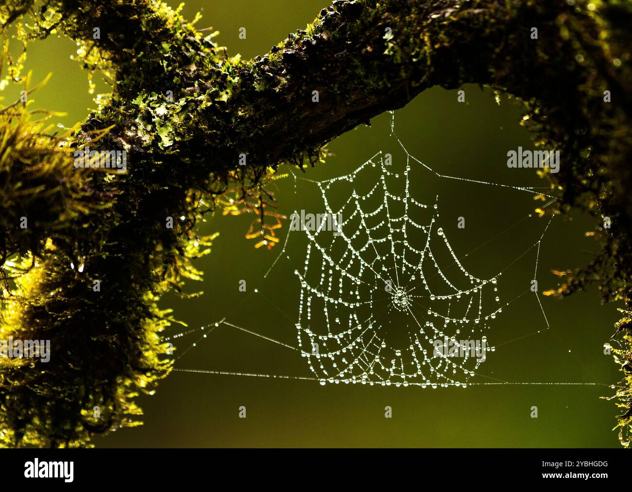 Gocce di rugiada su rete cobweb, retroilluminato Foto Stock