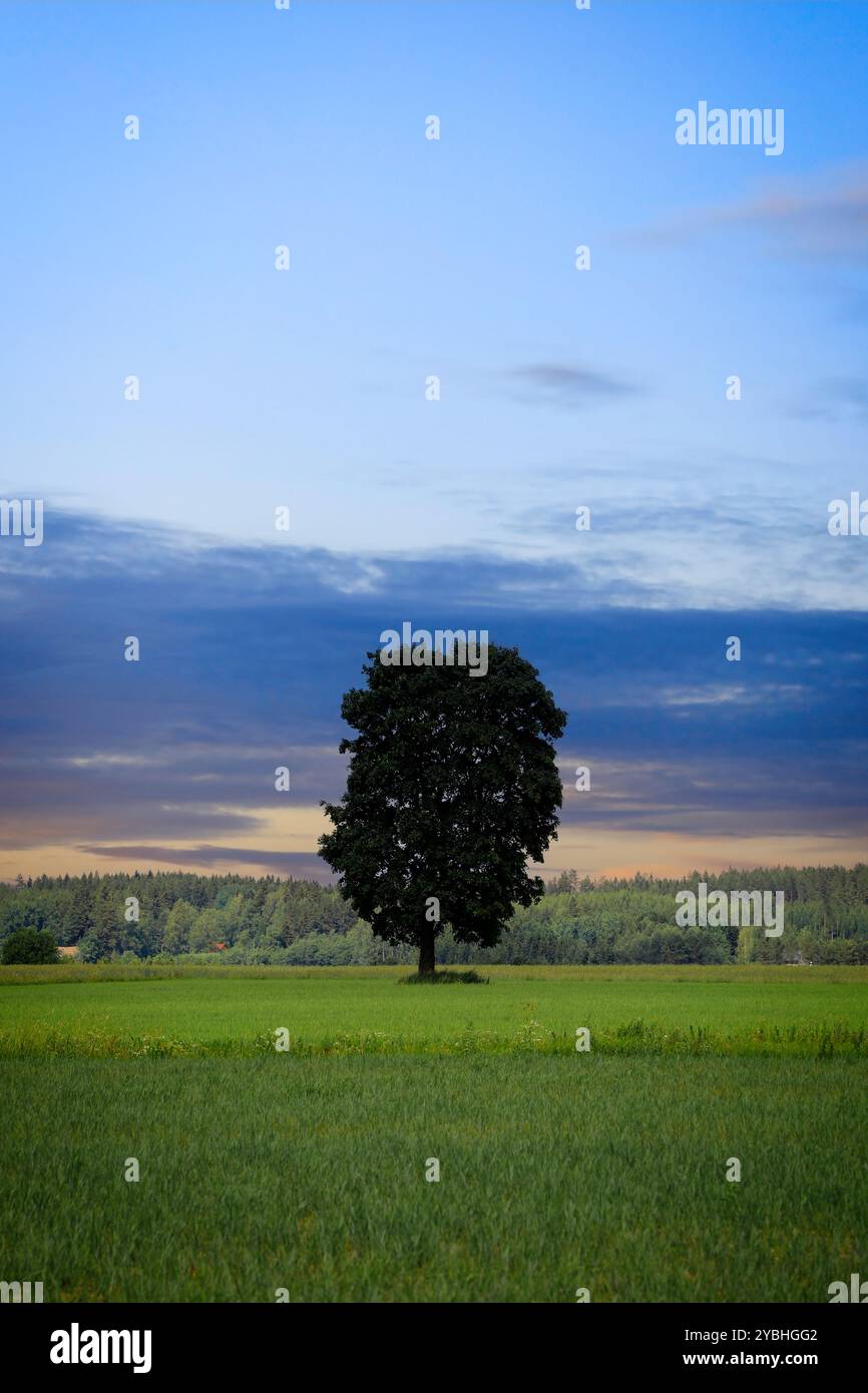 Albero d'acero solitario nel campo al calar della notte in estate. Foto Stock