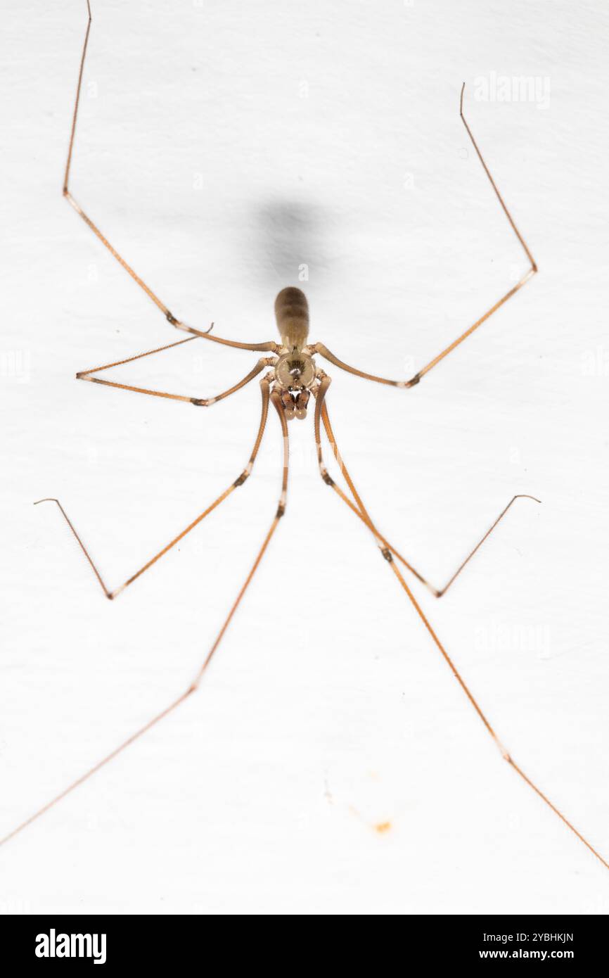 Papà, ragno con le gambe lunghe (Pholcus phalangioides) appeso a un soffitto. Powys, Galles. Aprile. Foto Stock