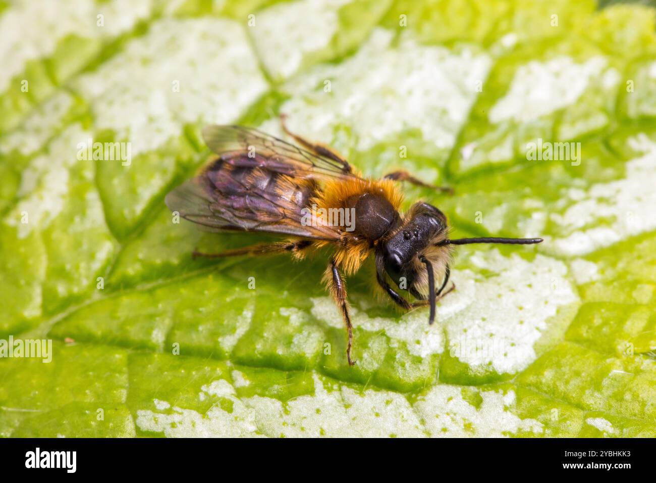 Tawny Mining bee (Andrena fulva) maschio appollaiato su una perdita. Powys, Galles. Aprile. Foto Stock