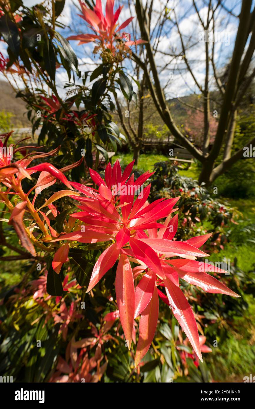 Nuovi scatti di Pieris japonica che mostrano un rosso brillante in un giardino. Powys, Galles. Aprile. Foto Stock