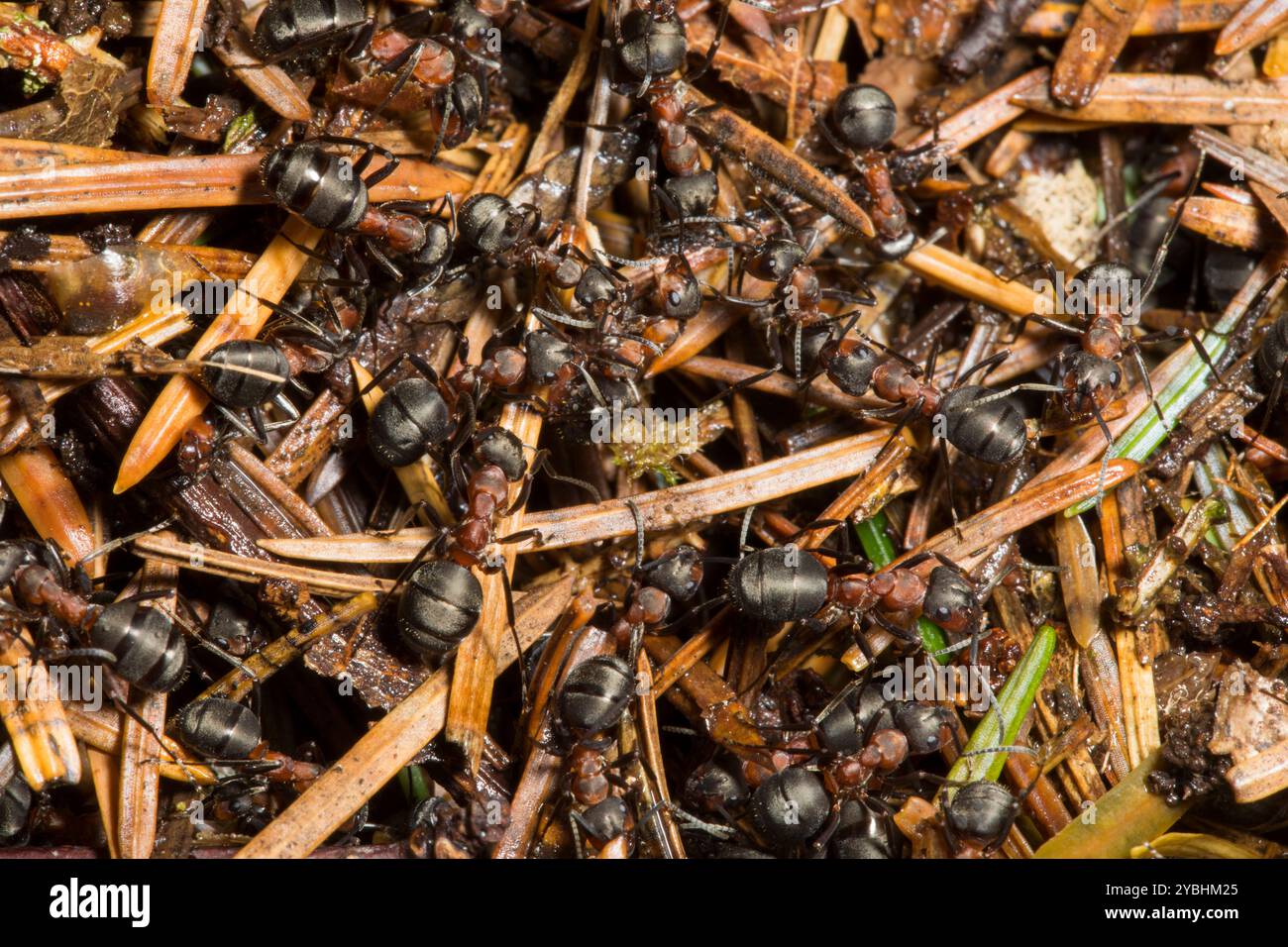 Formica rufa (Red Wood Ant) lavoratori sulla superficie del nido tumulo. Powys, Galles. Maggio. Foto Stock