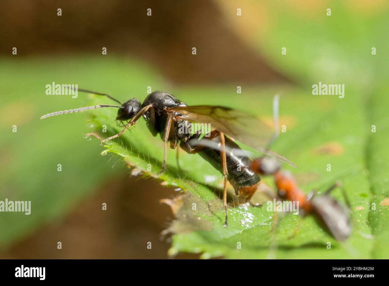 Formica rufa (Formica rufa) maschio alato vegetazione aon vicino al tumulo del nido. Powys, Galles. Maggio. Foto Stock