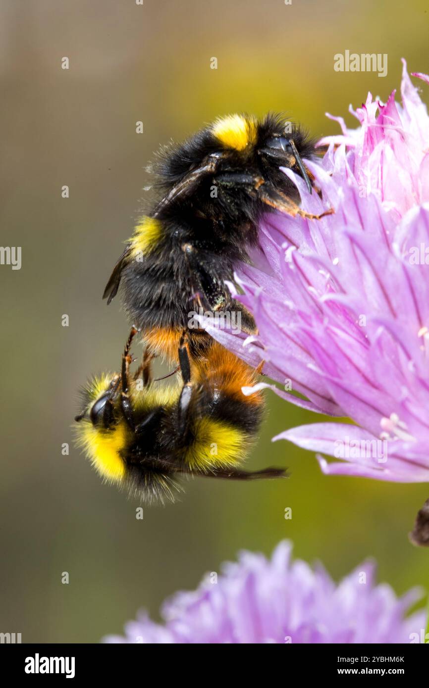 Bumblebees primitivi (Bombus pratorum) coppia di accoppiamento su fiori di erba cipollina in un giardino. Powys, Galles. Maggio. Foto Stock
