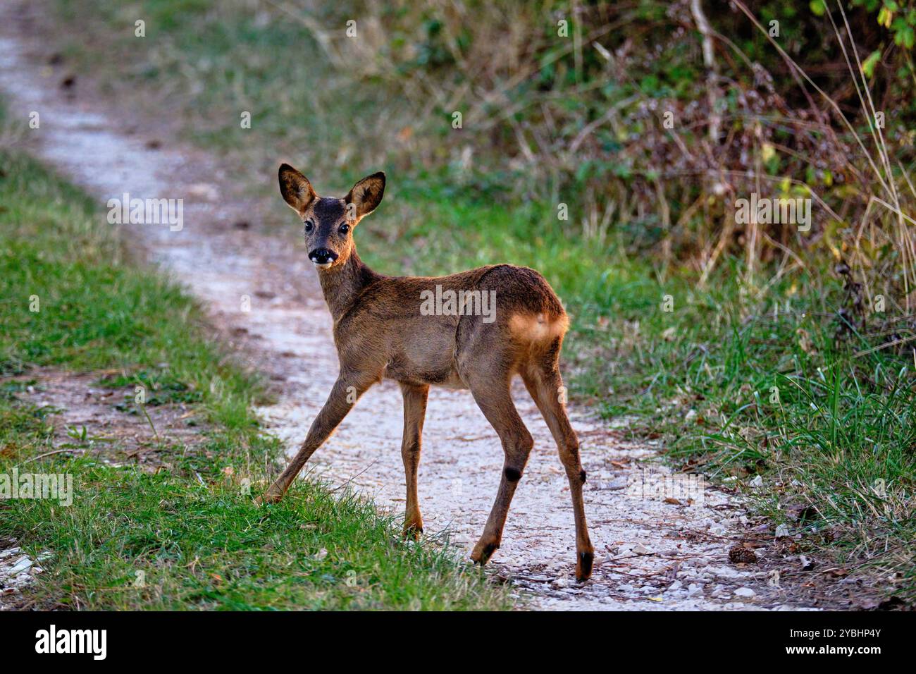 Francia, Indre (36), Berry, Brenne, parco naturale, cervo Foto Stock