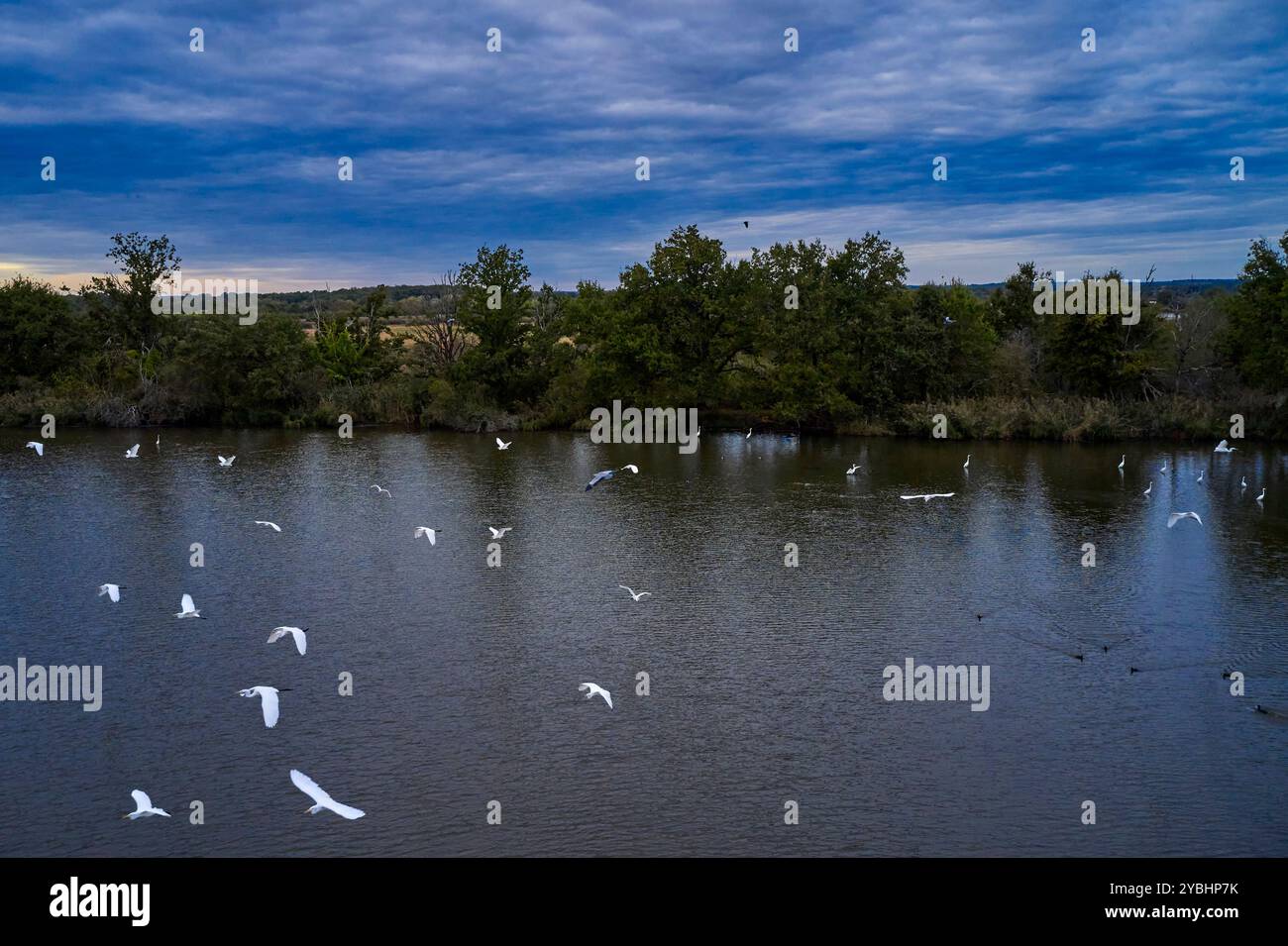 Francia, Indre (36), Berry, Brenne, parco naturale regionale, grande egret Foto Stock