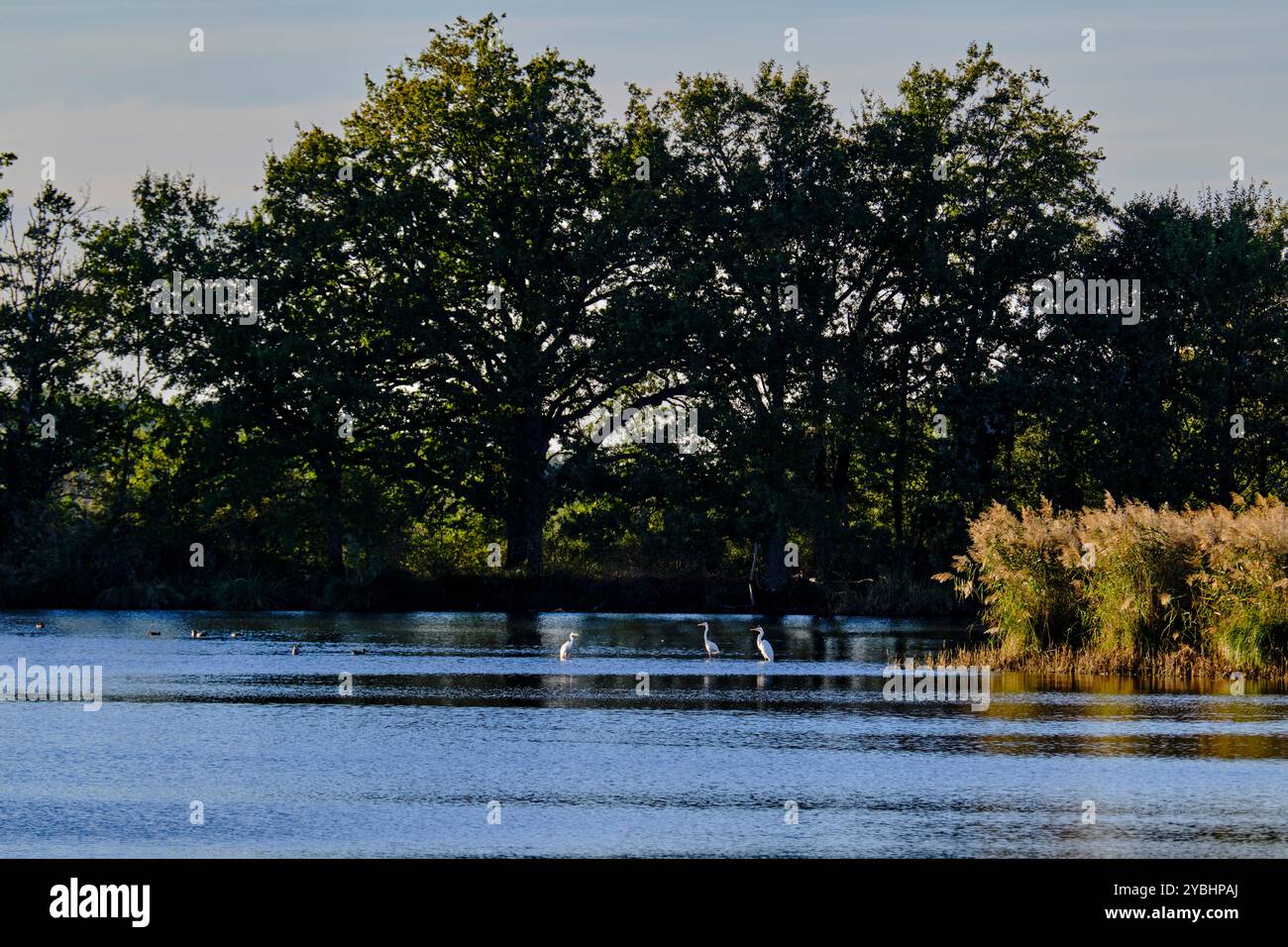 Francia, Indre (36), Berry, Brenne, parco naturale regionale, grande egret Foto Stock