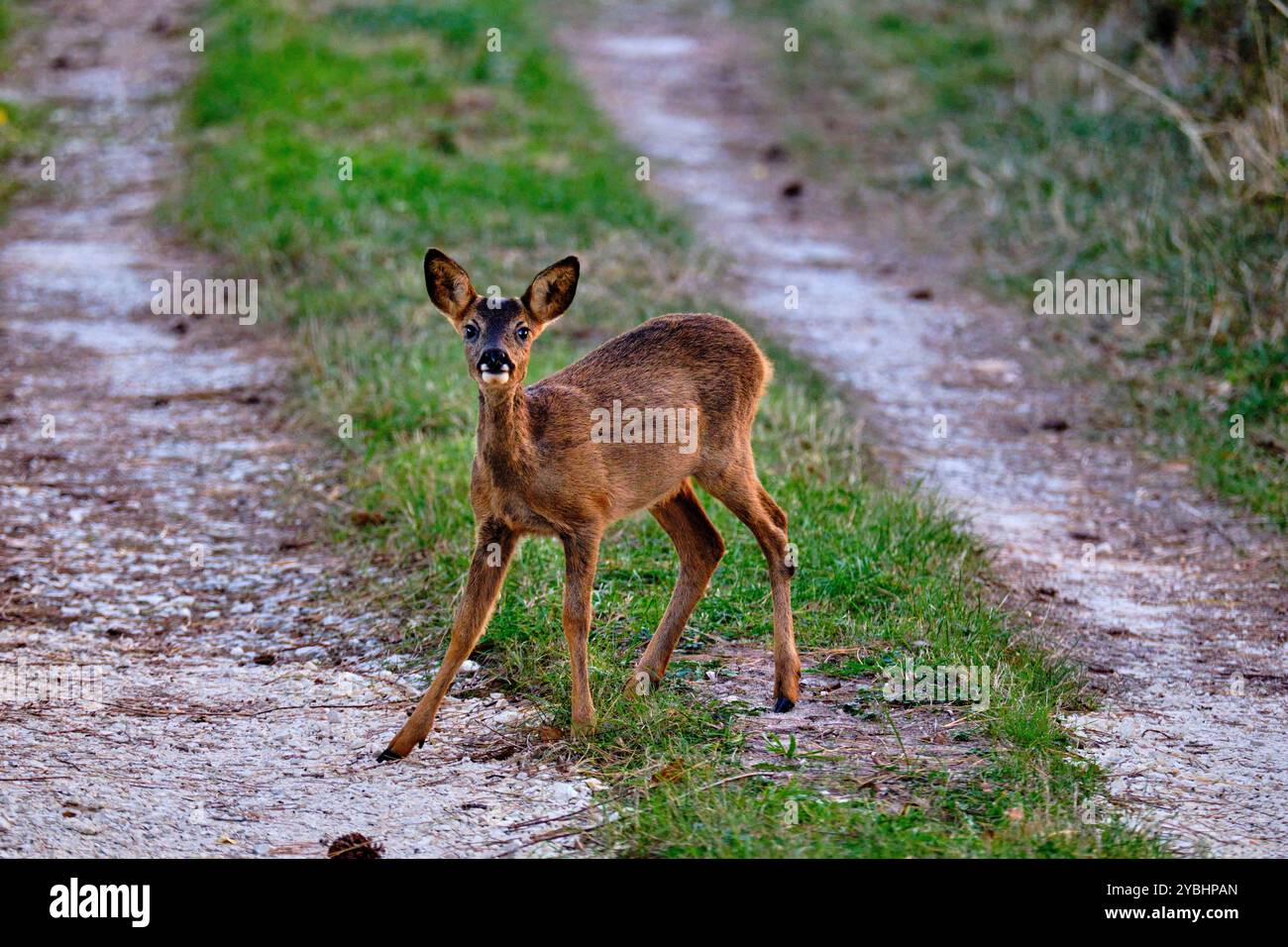 Francia, Indre (36), Berry, Brenne, parco naturale, cervo Foto Stock