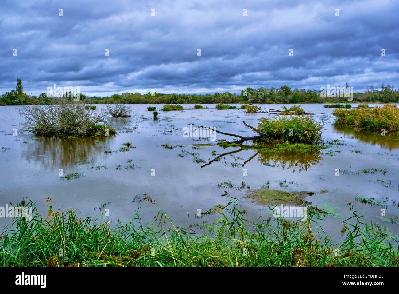 Francia, Indre (36), le Berry, Brenne, parco naturale, Saint Michel en brenne, stagno di Sous Foto Stock