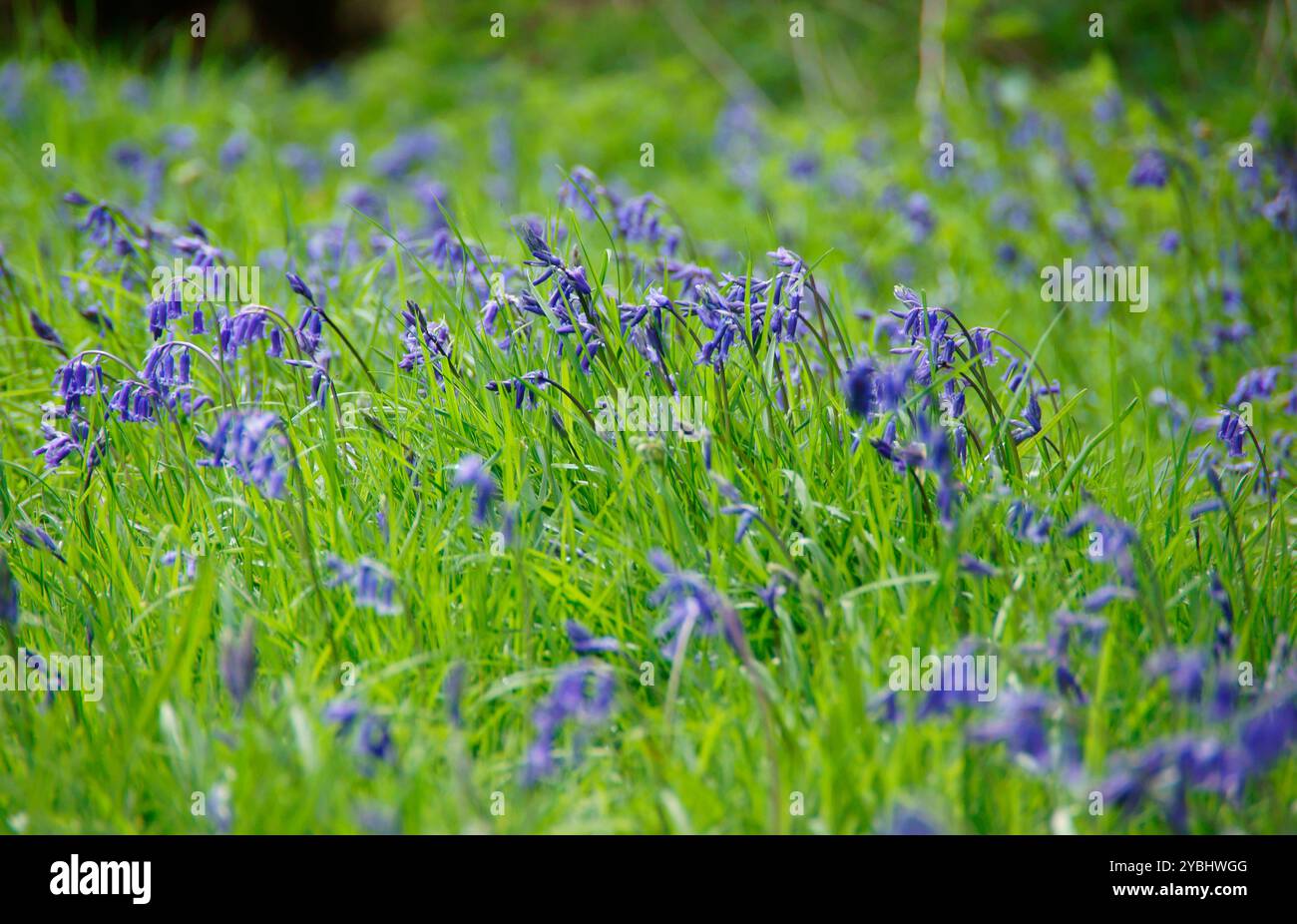 Wootton Wawen Bluebell Wood Foto Stock