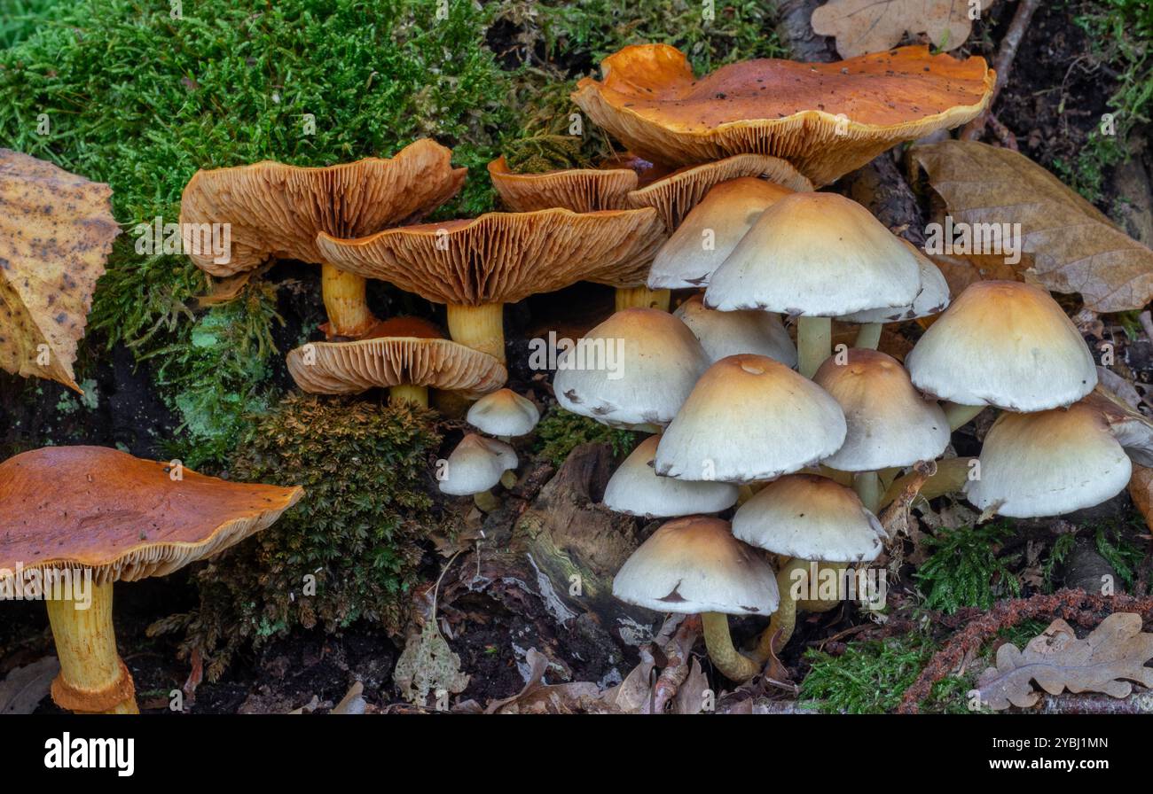Ciuffo di zolfo / amante del legno raggruppato (Hypholoma fasciculare) e spettacolari funghi (Gymnopilus junonius) nella foresta in autunno Foto Stock