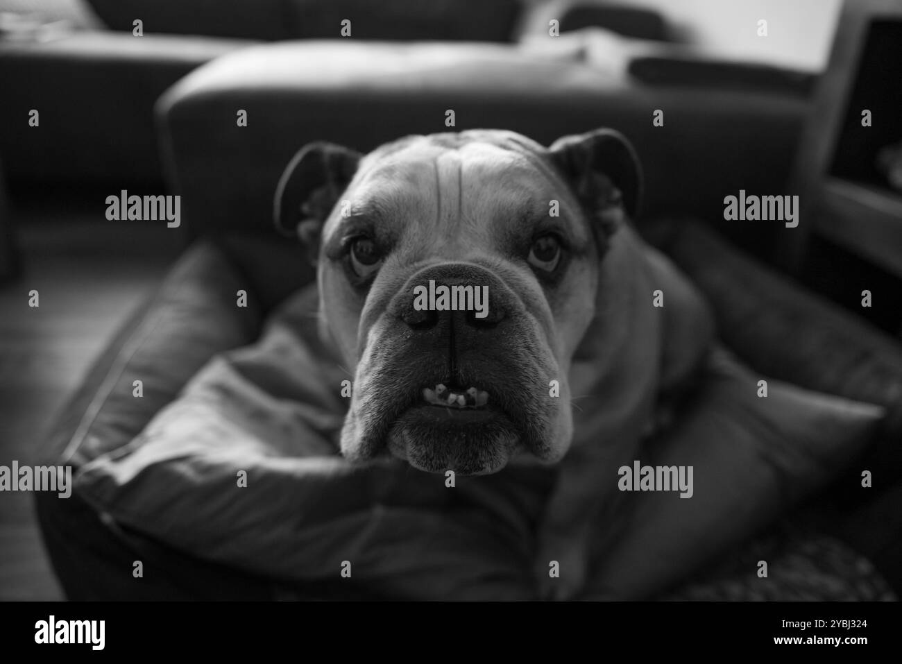Bulldog inglese nel letto del cane Bad Hofgastein Wohnung Salzburg Austira Foto Stock