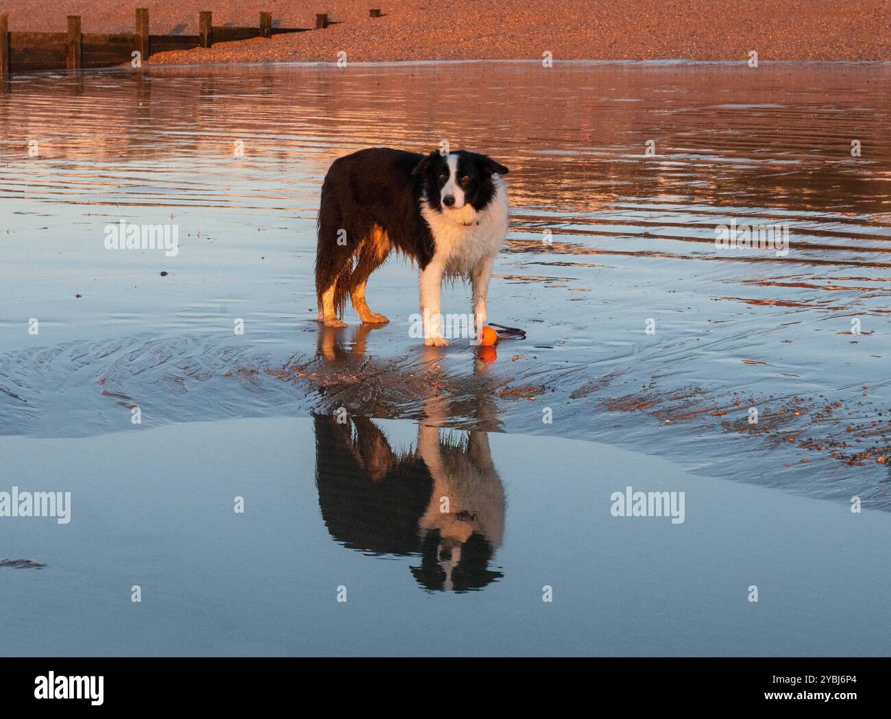 Cane Border Collie, bianco e nero, in piedi sulla sabbia sulla spiaggia con riflessi a specchio nella piscina rocciosa. Il sole dorato del mattino presto splende su cane e spiaggia Foto Stock