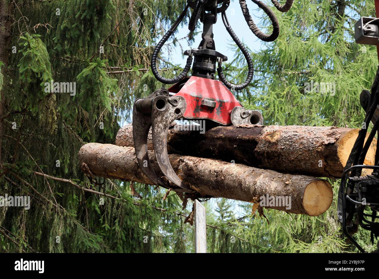 Una gru che solleva tronchi di legno nella foresta Foto Stock