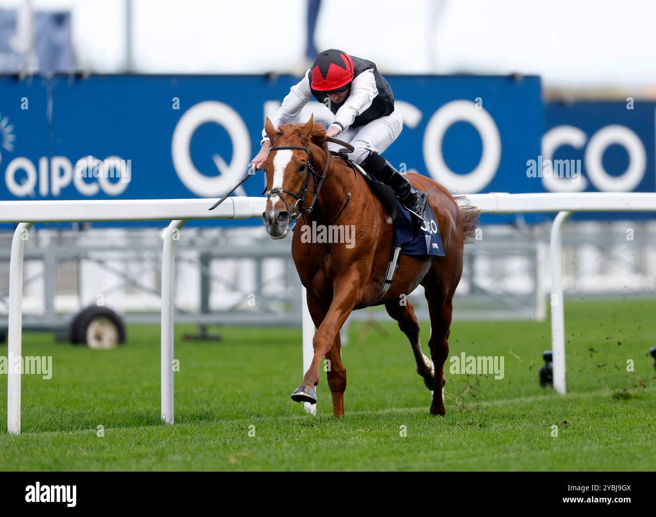 Kyprios guidato da Ryan Moore vince la Qipco British Champions Long Distance Cup durante la QIPCO British Champions Day all'Ascot Racecourse, Berkshire. Data foto: Sabato 19 ottobre 2024. Foto Stock