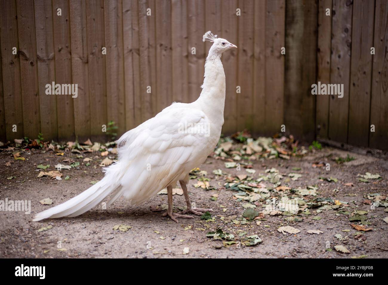 Bellissimo pavone bianco. I Peafowl bianchi sono una mutazione di colore, non albini. Foto Stock