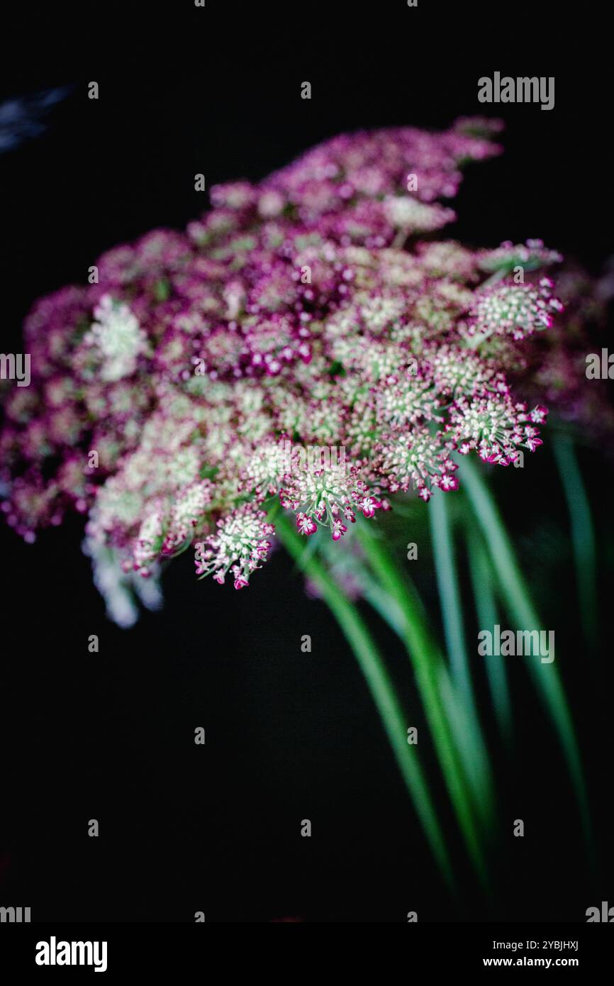 Daucus carota "Dara" Foto Stock