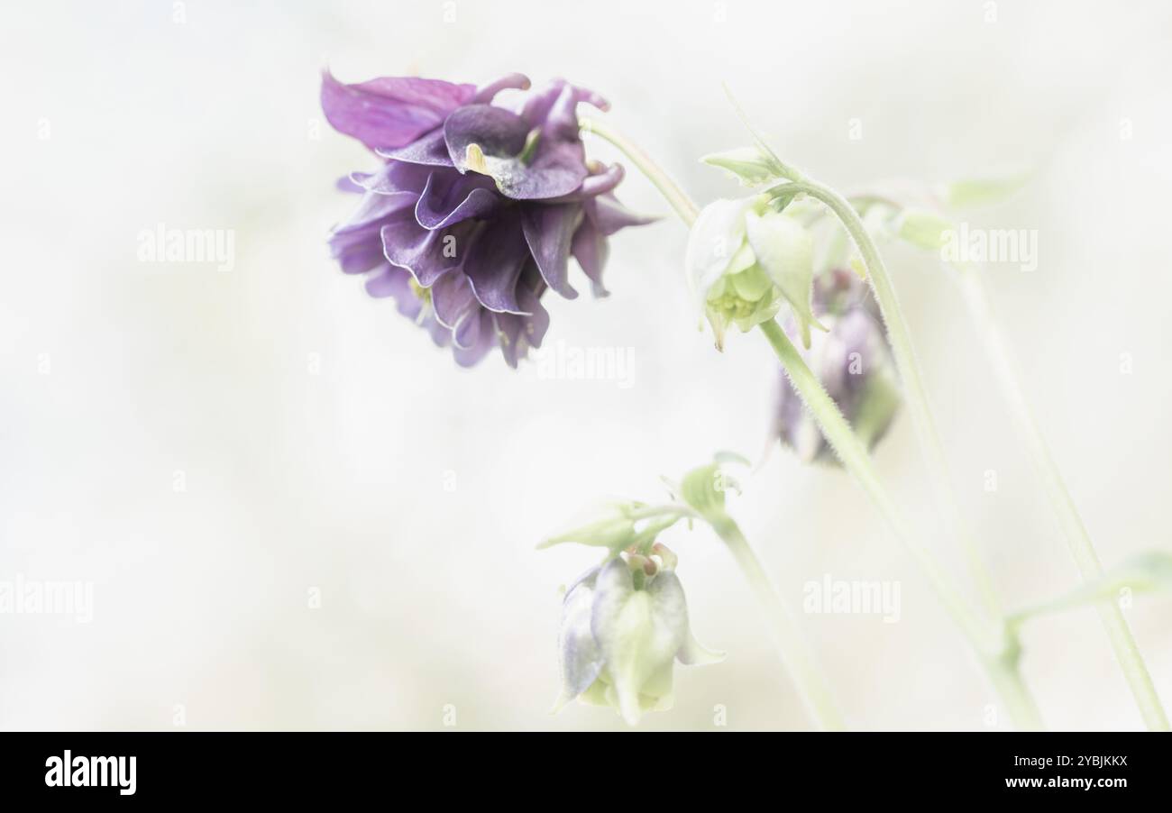 Fiori di Aquilegia viola su sfondo bianco con messa a fuoco morbida Foto Stock