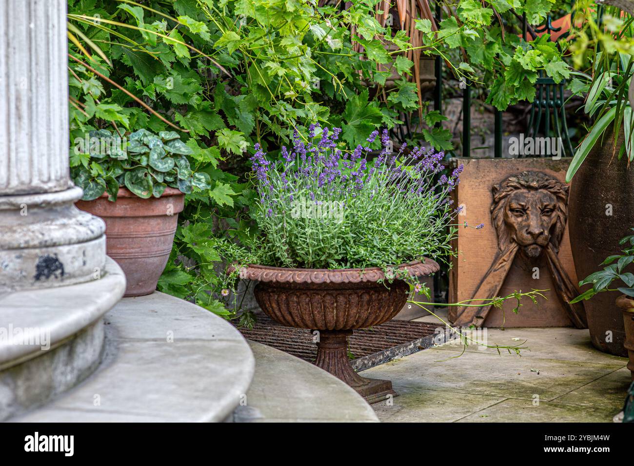 Bellissimo giardino con lavanda in un'urna di squat in ghisa d'epoca. Foto Stock