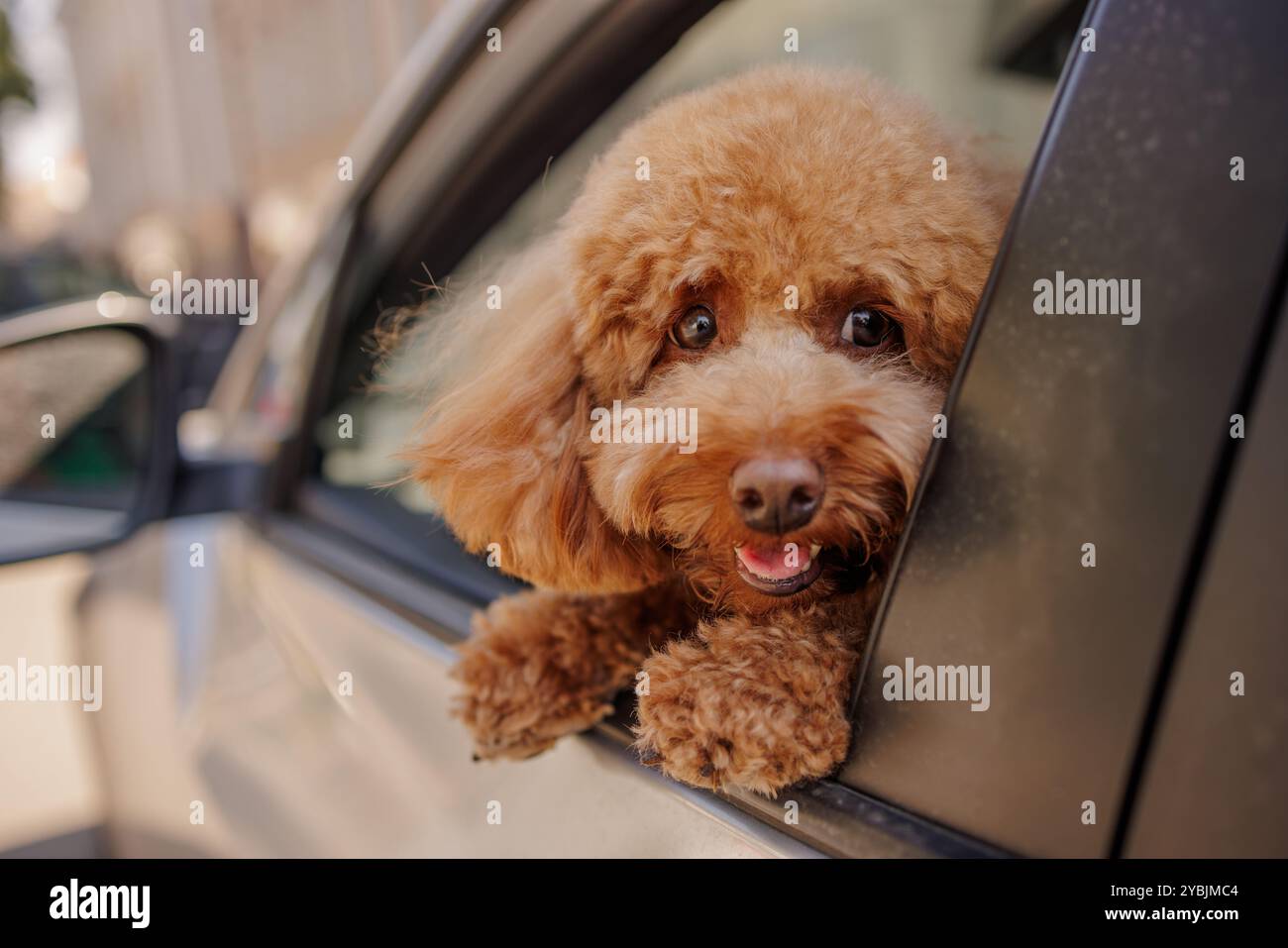 il barboncino marrone mile happy si affaccia fuori dal finestrino dell'auto e viaggia, viaggia con il tuo animale domestico Foto Stock
