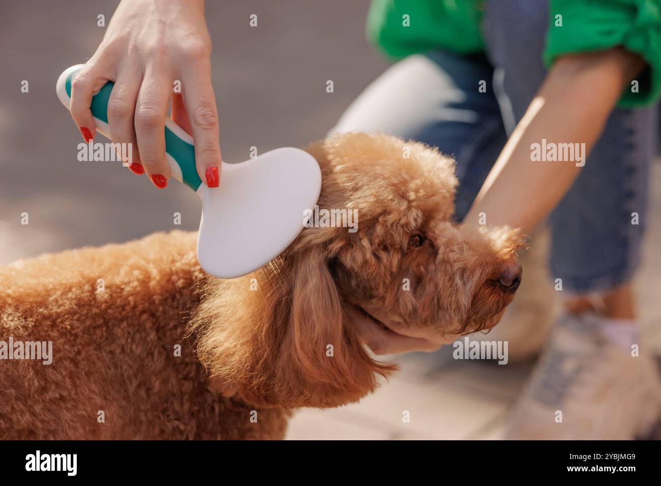 ragazza che pulisce la pelliccia di un simpatico barboncino marrone riccio nel parco, primo piano. cura degli animali domestici, spazzola per cani, cura del corpo Foto Stock