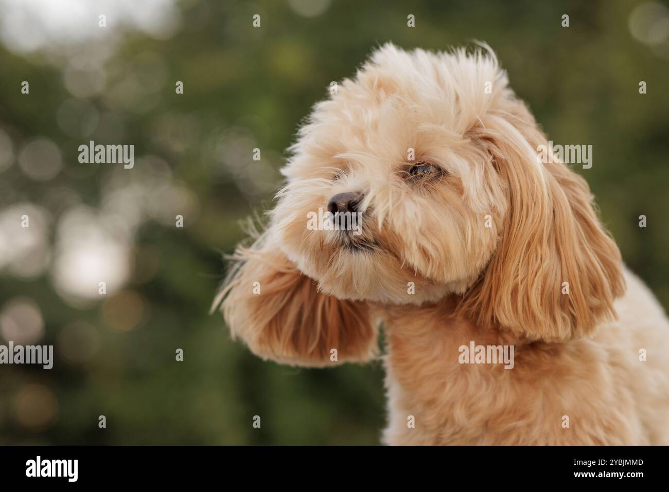 ritratto di un simpatico cane giocattolo marrone nel vento nel parco, vento forte, in attesa del proprietario Foto Stock