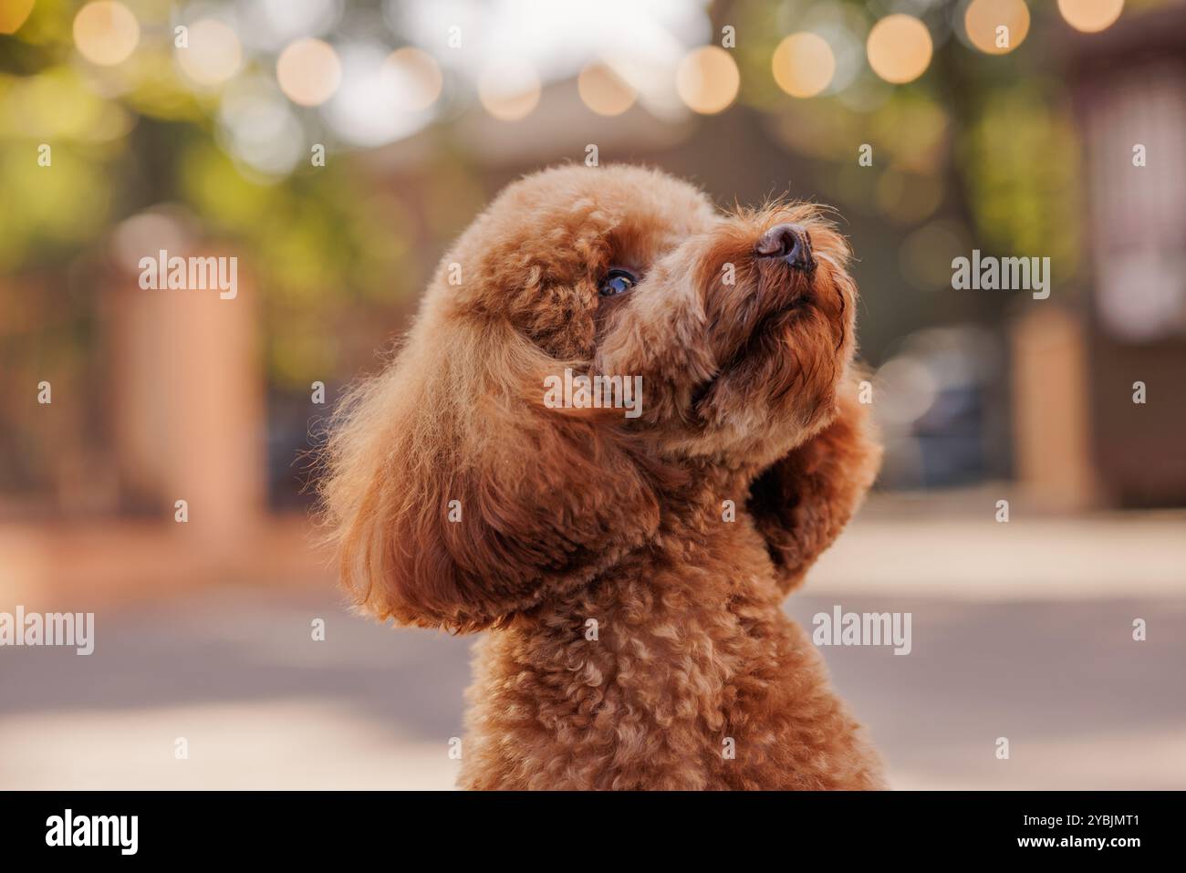 Bellissimo giocattolo che guarda la fotocamera mentre ti diverti sul prato verde. Ritratto di un giovane cucciolo felice nelle giornate di sole all'aperto Foto Stock