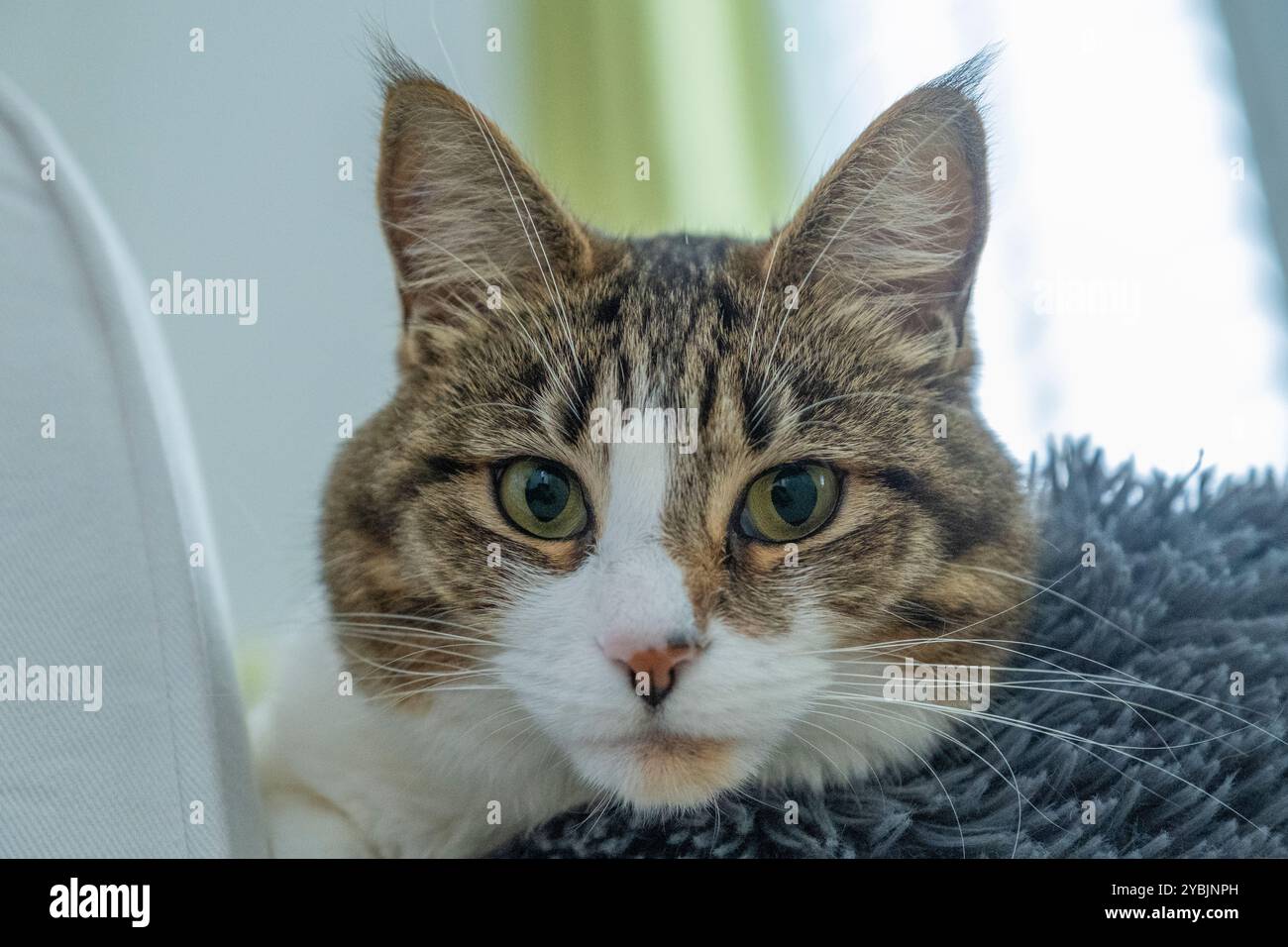 Tabby e un gatto bianco chiamato Coco guardano la telecamera mentre giace sul letto hr, con uno sfondo morbido. Foto Stock