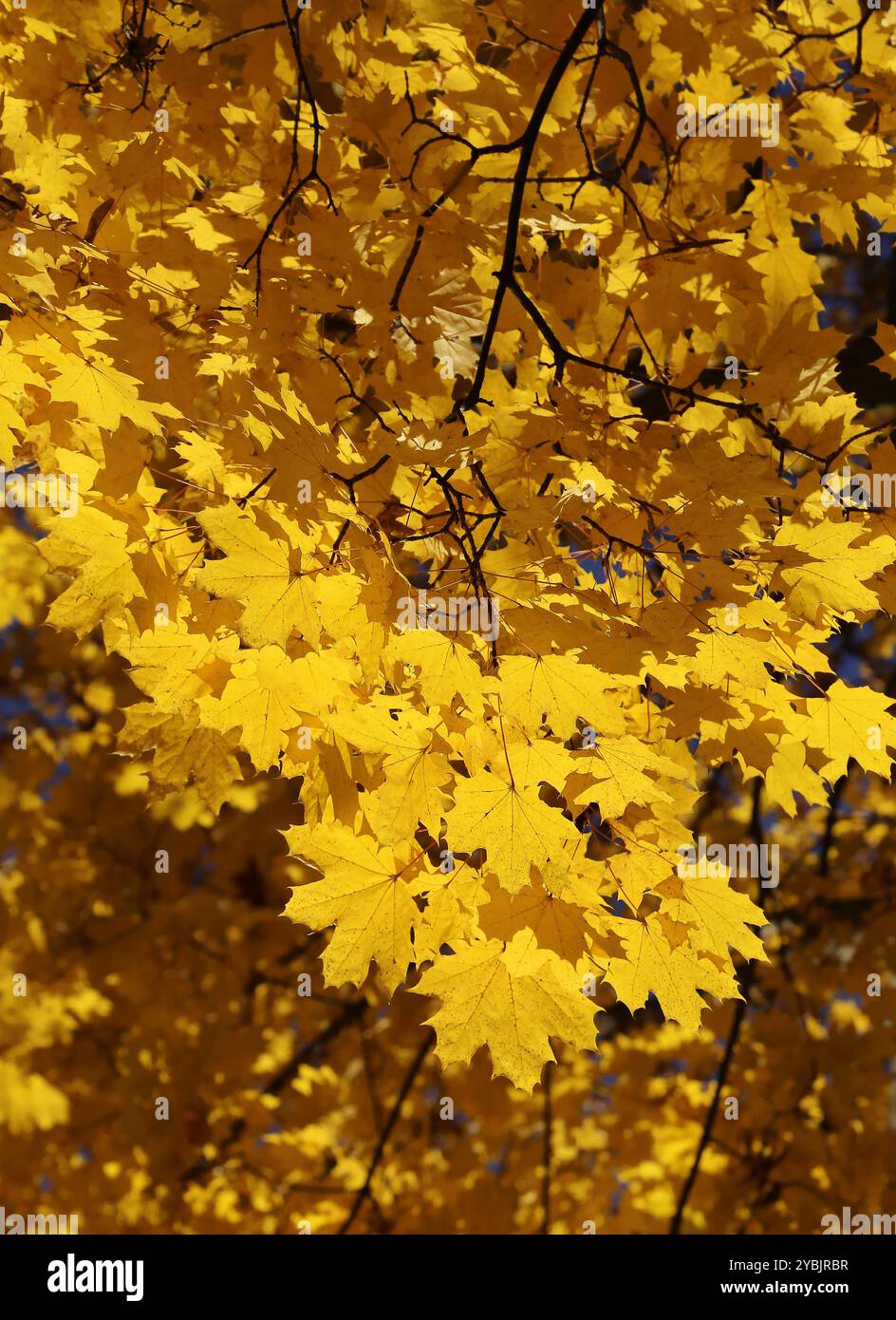 Golden fogliame di autunno luminoso maple Foto Stock