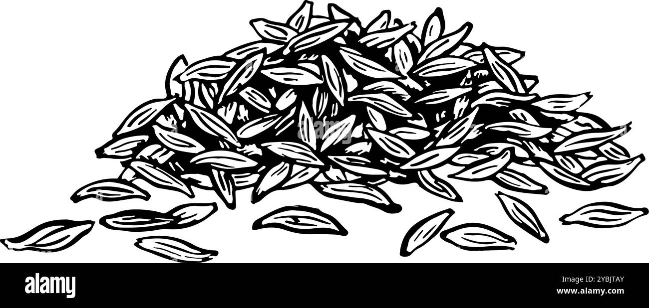 Il cumino è una spezia. Grafica vettoriale di spezie profumate. Un'illustrazione in bianco e nero disegnata a mano. Su sfondo bianco. Ottimo per le ricette di cucina, uomini Illustrazione Vettoriale