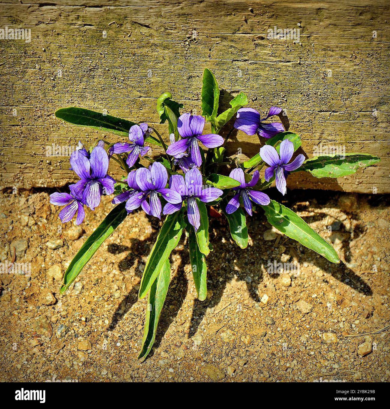 La viola sororia selvatica, conosciuta anche come Viola papilionacea, viola blu comune, viola prato comune e viola viola è una specie di viola. Foto Stock
