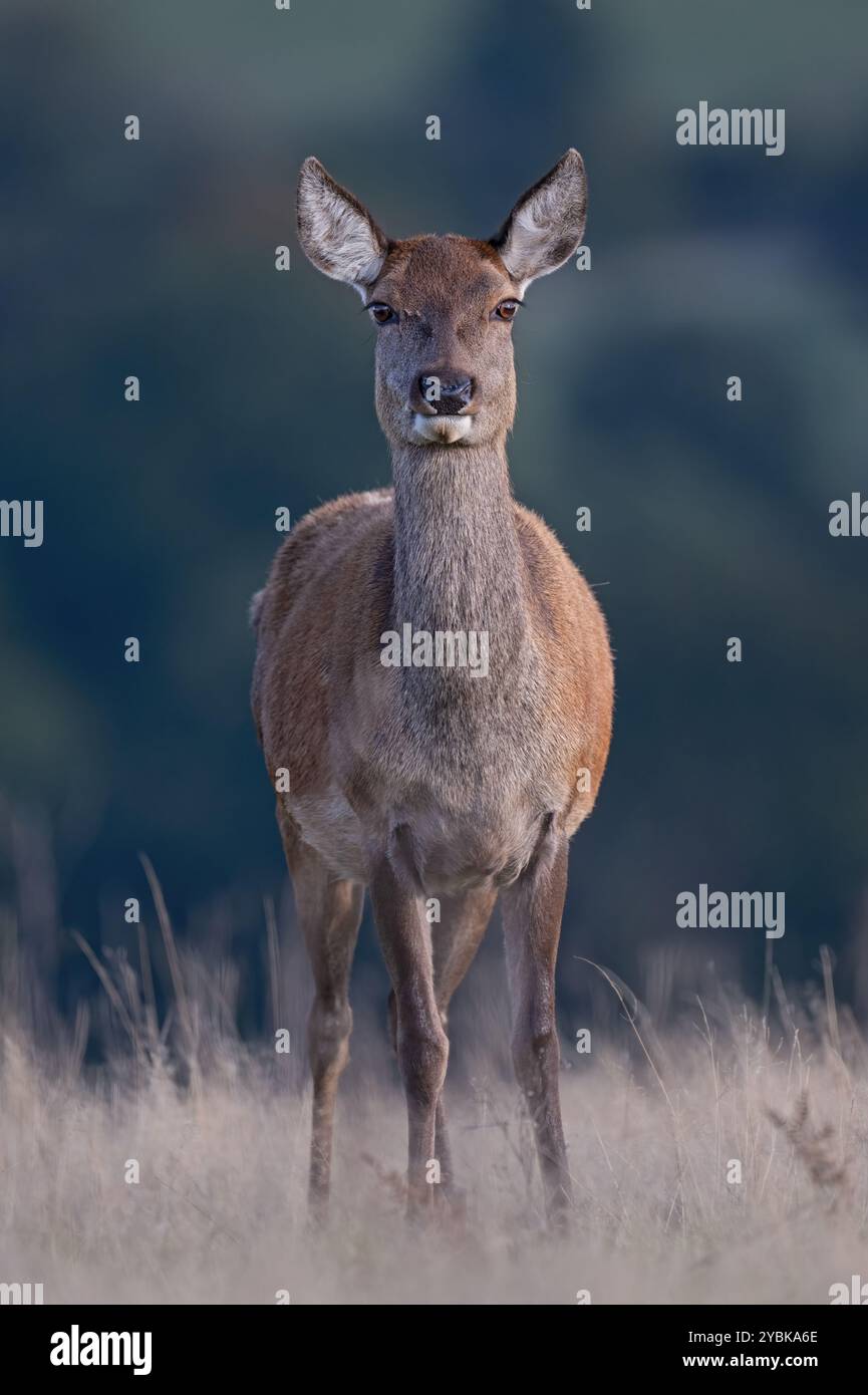 Cervo rosso (Cervus elaphus) in un campo ai margini di una foresta Foto Stock