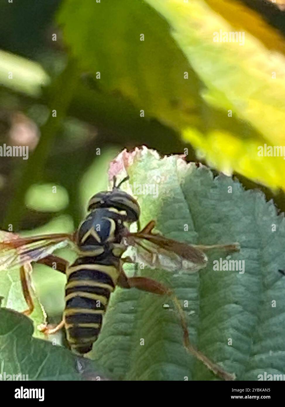 Eastern Hornet Fly (Spilomyia longicornis) Insecta Foto Stock