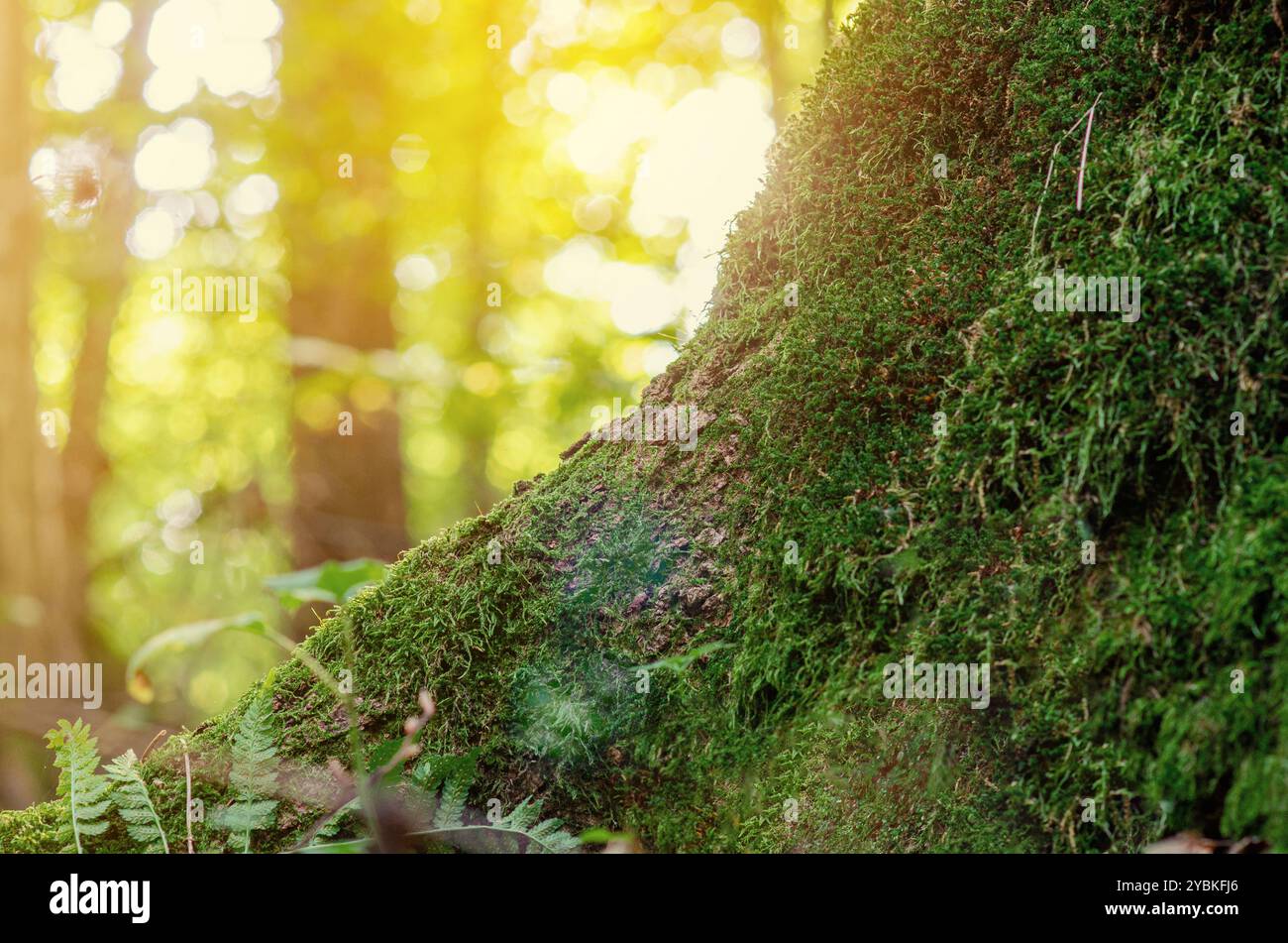 Primo piano del muschio verde che cresce sulle radici del tronco dell'albero nella foresta. Sfocatura dello sfondo dei raggi solari Foto Stock