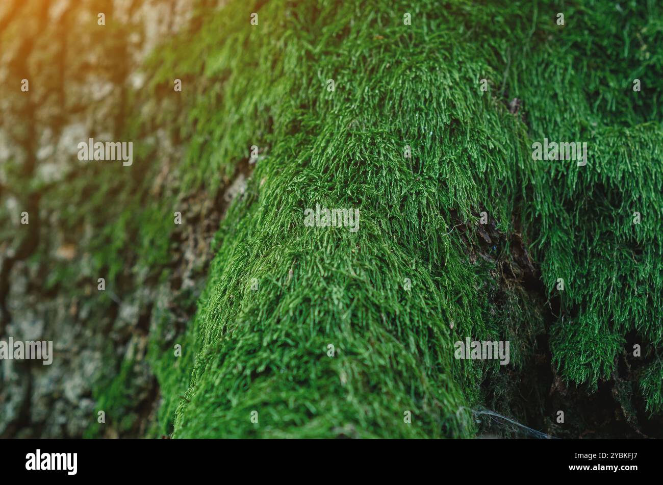 Primo piano del muschio verde che cresce sulle radici del tronco dell'albero nella foresta. Sfocatura dello sfondo dei raggi solari Foto Stock