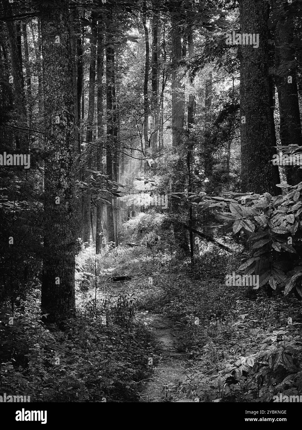 Raggi luminosi che si diffondono nella foresta, Cades Cove, Great Smoky Mountains National Park, Tennessee, Stati Uniti - Immagine stock catturata con smartphone