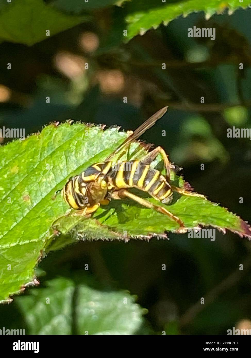 Eastern Hornet Fly (Spilomyia longicornis) Insecta Foto Stock
