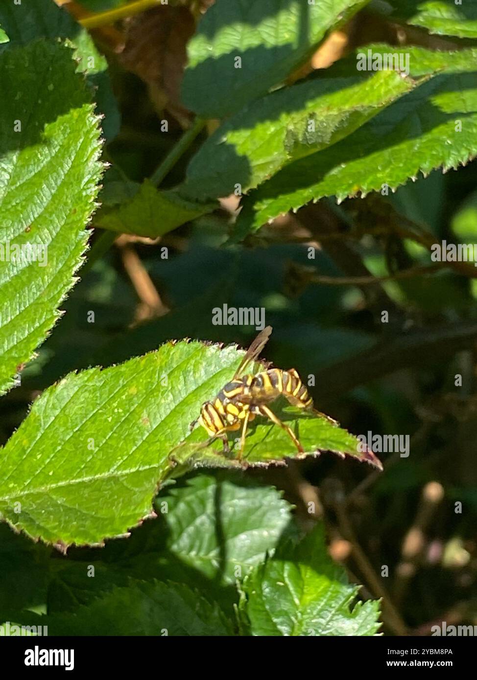 Eastern Hornet Fly (Spilomyia longicornis) Insecta Foto Stock
