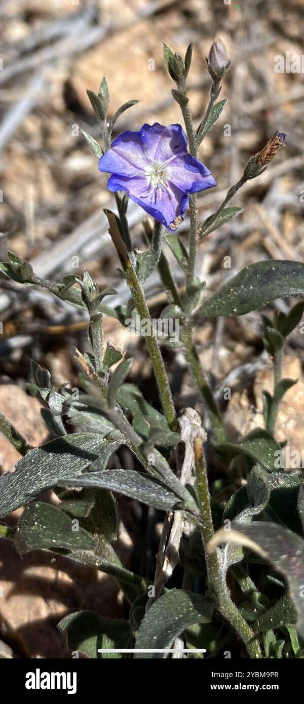 Arizona Blue-Eyes (Evolvulus arizonicus) Plantae Foto Stock
