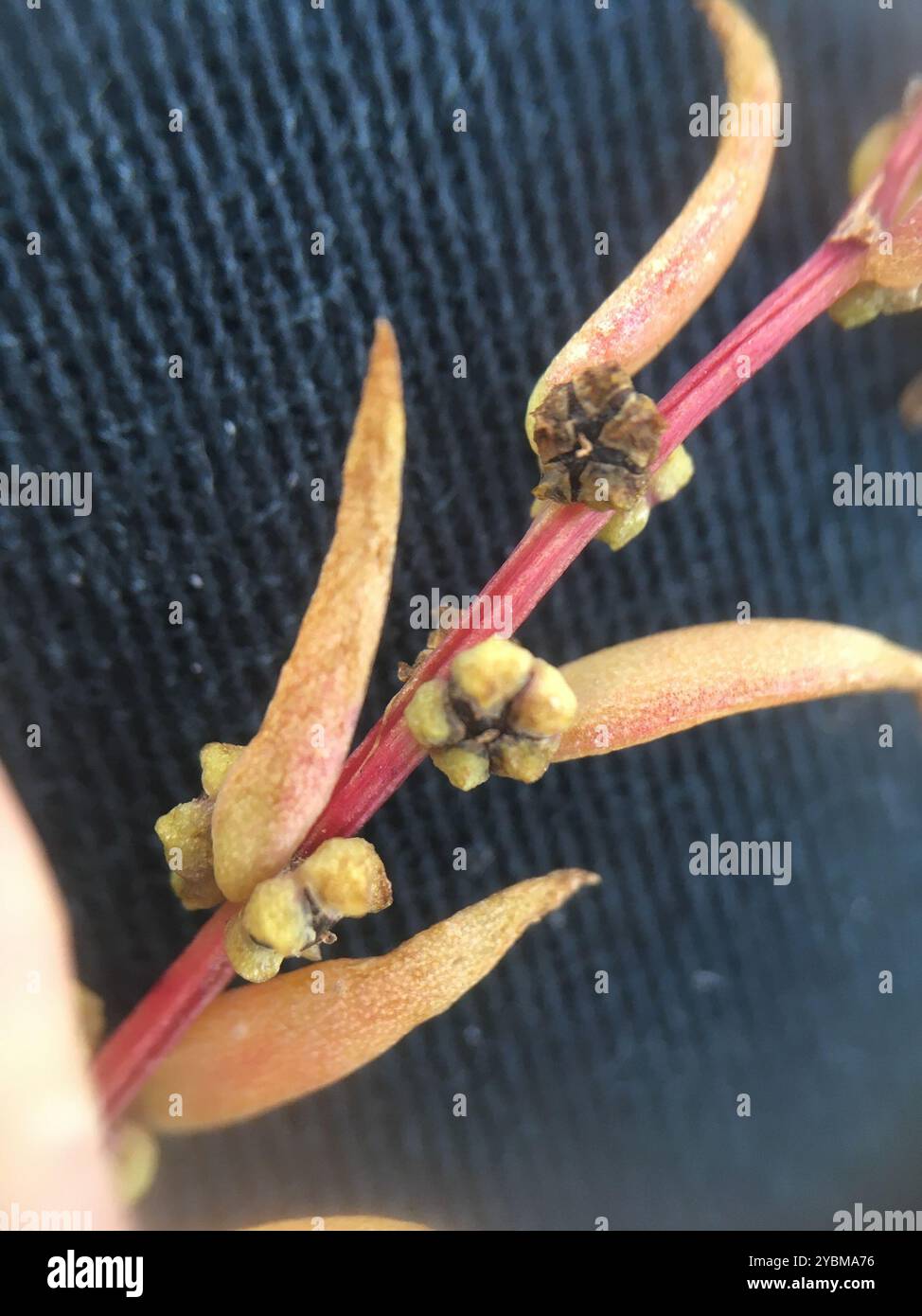 Alghe erbacee (Suaeda maritima) Plantae Foto Stock