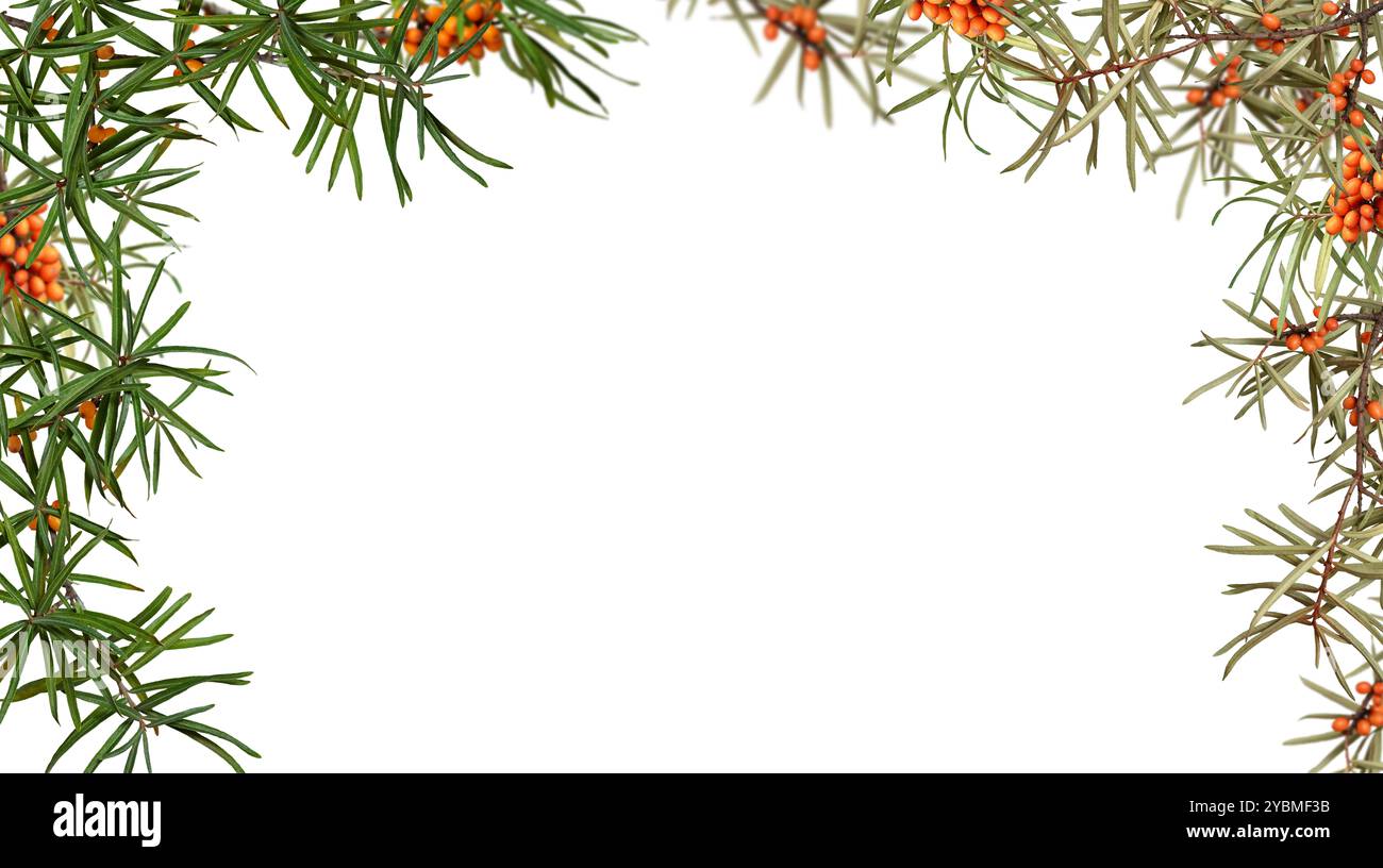 Cornice di rami di ​​buckthorn di mare con bacche d'arancia. Cornice isolata su sfondo bianco, spazio di copia. Sfondo sovrapposto. Foto Stock
