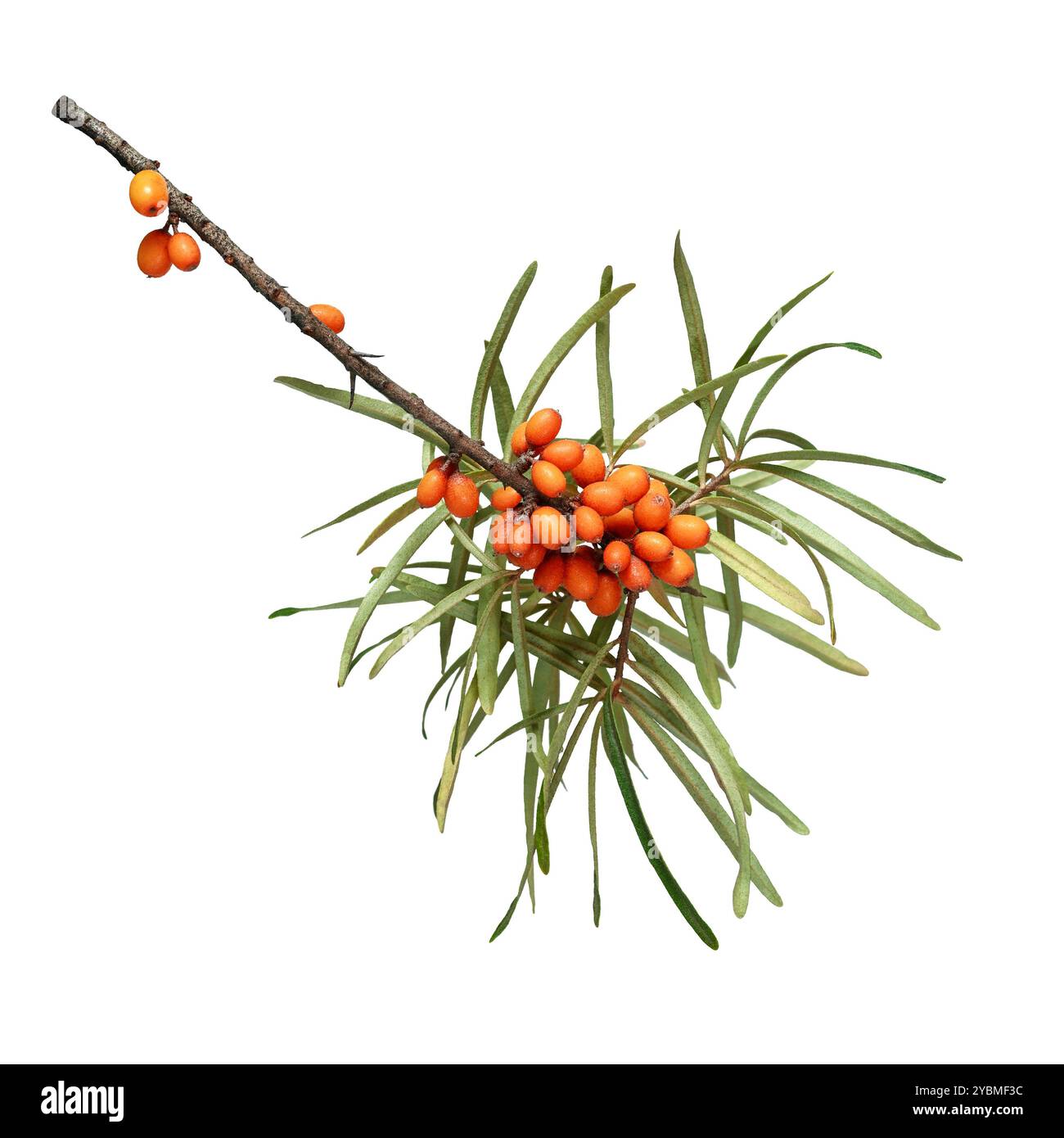 Un ramo di spinoso marino con bacche d'arancia isolato su sfondo bianco. Foto Stock