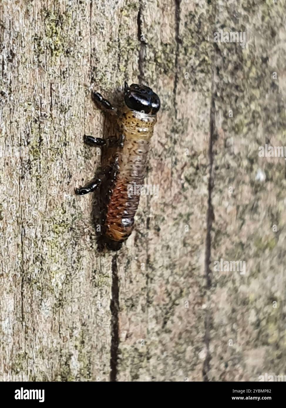 Eucalipto tartaruga coleottero (Paropsis charybdis) Insecta Foto Stock