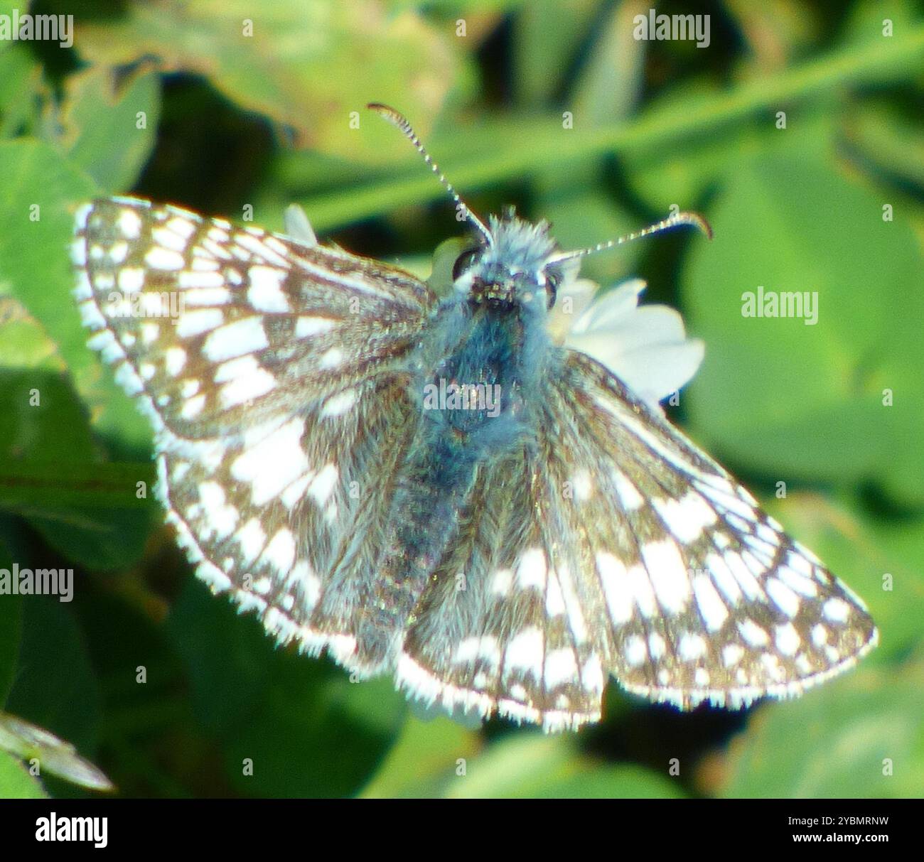 New World Checkered-Skippers (Burnsius) Insecta Foto Stock