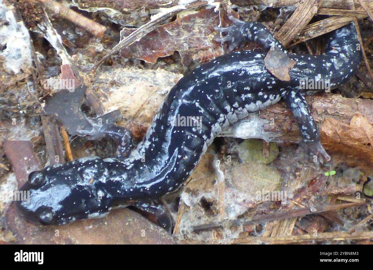 Salamandra bianca maculata (Plethodon cylindraceus) Amphibia Foto Stock