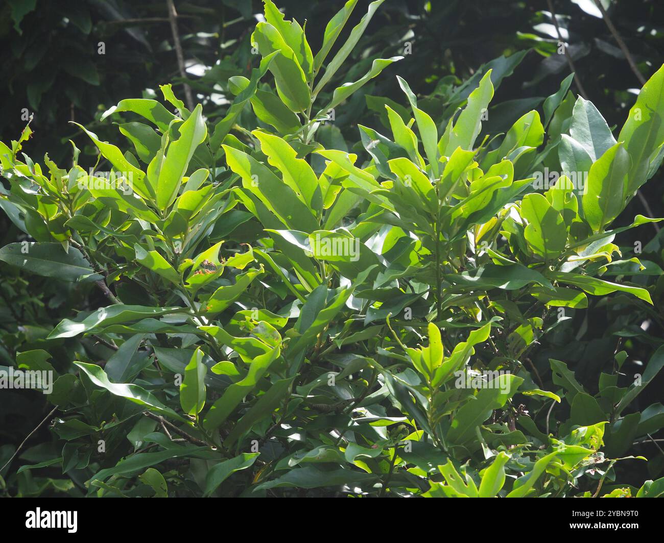 Burro di frutta (Diospyros blancoi) Plantae Foto Stock